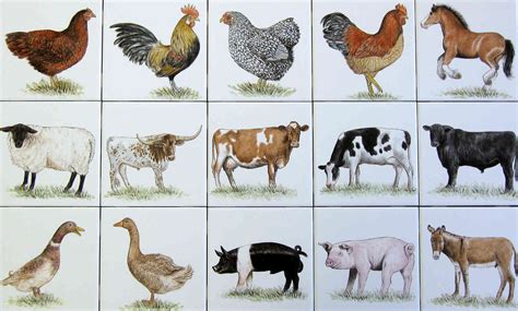 Farm Barnyard Animals and Birds-Tile Art Portraits