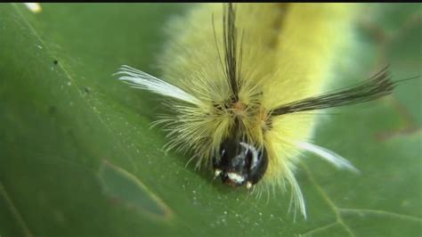 Poisonous stinging hair caterpillars can cause itchy reaction - YouTube