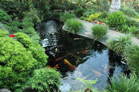 The Case of Koi Pond Algae — Koi Story