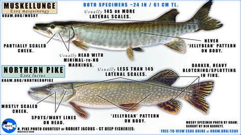 NorthernPike — Koaw Nature