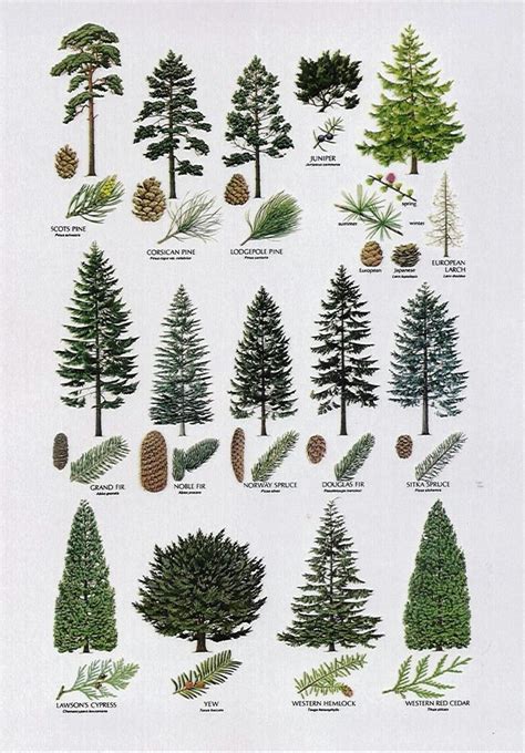 Different types of PINE TREE | Types of pine trees, Pine tree tattoo ...