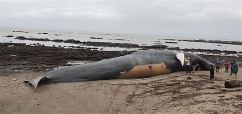 Finding a Beached Whale: Pt. Reyes, California