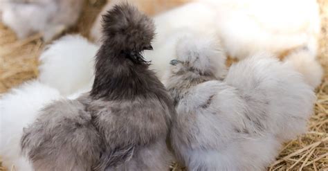 Baby Silkie Chicken - AZ Animals