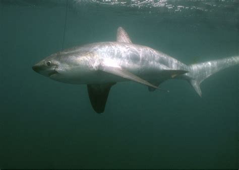 Atlantic Common Thresher Shark | NOAA Fisheries