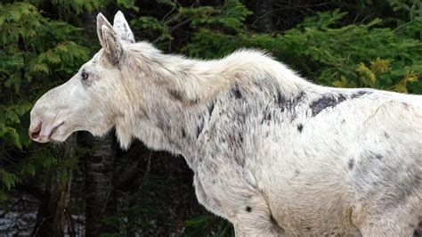 White 'spirit moose' captured on camera in northern Ontario | CBC.ca