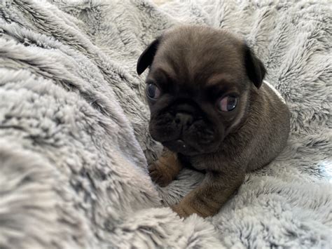 Pug Puppies - PetsForHomes