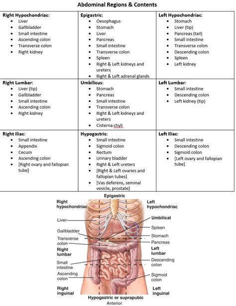 9 Abdominal Regions Diagram