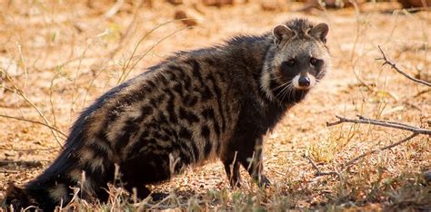 African Civet Facts, Habitat, Diet, Musk, Life Cycle, Baby, Pictures