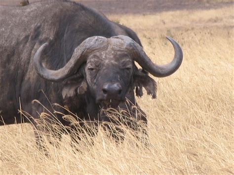 The Ngorongoro crater animals | Ngorongoro Conservation Area