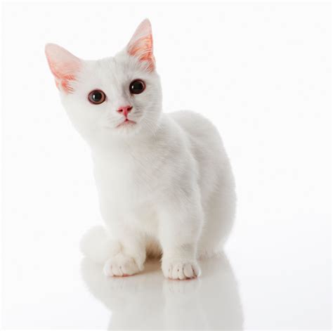 What Colors Can Munchkin Cats Be? | Litter-Robot