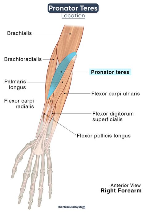 Pronator Teres: Action, Origin, Insertion, Innervation & Diagram