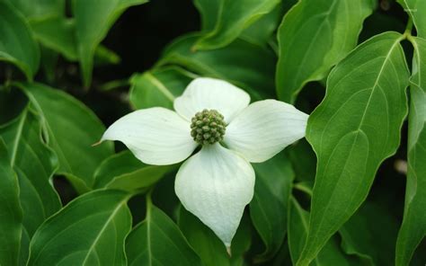 White blossom wallpaper - Flower wallpapers - #36375