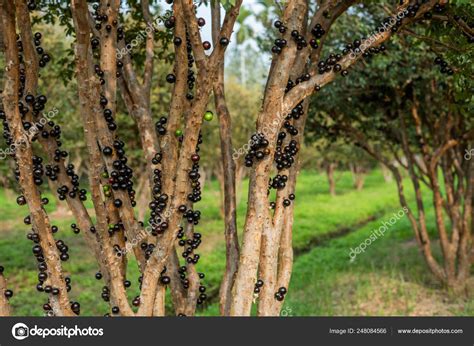 Jabuticaba Tree