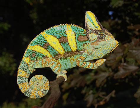 Baby Veiled Chameleons For Sale from Glen Bloodline) With UPS Overnight Shipping | FL Chams