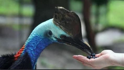 Tomatoes to berries, video of cassowaries having lunch is a real ...