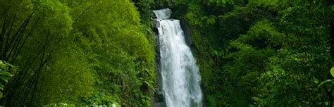 Tropical Rainforest Biome