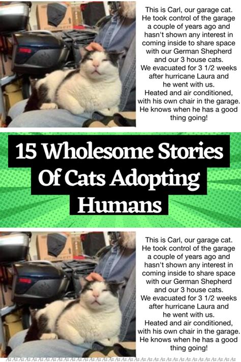 15 wholesome stories of cats adopting humans – Artofit