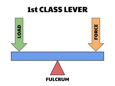 15 First Class Lever Examples - The Boffins Portal