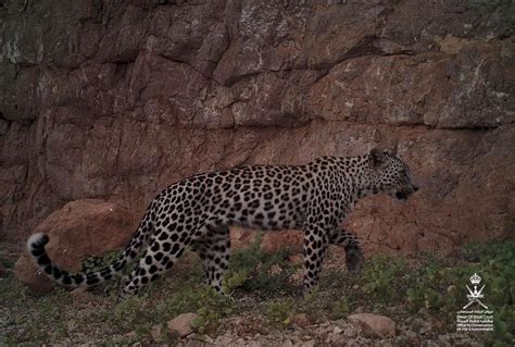 Arabian Leopard found in Dhofar mountains - Oman Observer