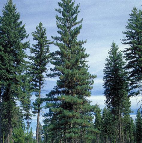 The Western White Pine is Idaho's state tree, but is no longer common in the state 🌲 - BoiseDev