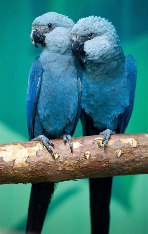 L’ara de Spix, le mythique perroquet de Rio bientôt de retour au Brésil ? | Aves, Aves pajaros ...