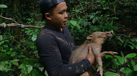 BEGINILAH BENTUK ANAK BABI HUTAN SAAT MASIH KECIL | BERBURU BABI HUTAN - YouTube