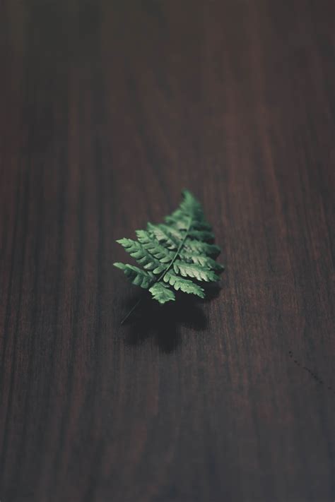 Green Fern Leaf · Free Stock Photo