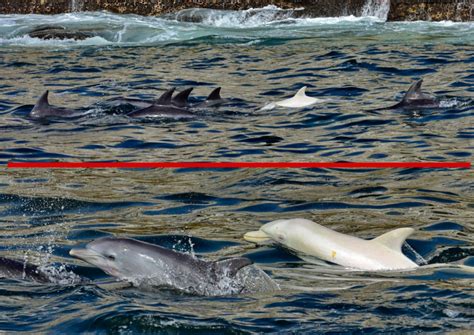 LOOK: First sighting of an Albino Bottlenose Dolphin in Africa - I Love ...