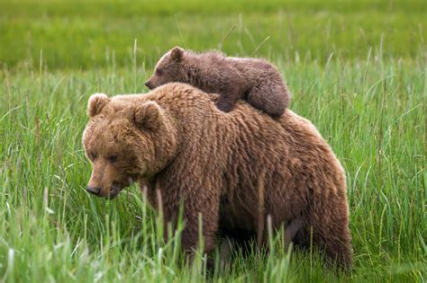 Grizzly Bear Cub Riding On Mom Fine Art Photo Print | Photos by Joseph ...