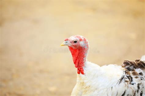 Domestic Turkey with White Feathers Outdoors. Poultry Farming Stock ...