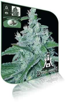 White Widow - Dutch Seeds