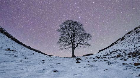 The Sycamore Gap tree held a particularly deep place in people’s hearts