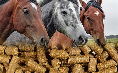 Straw Feed Pellet for Horse Breeding