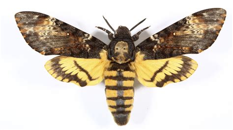 Death's Head Hawkmoth | Insects | Invertebrates | Animals | Eden Channel