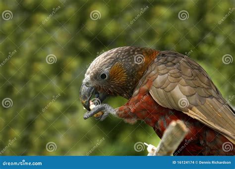 Kaka parrot stock photo. Image of feeding, wildlife, nature - 16124174