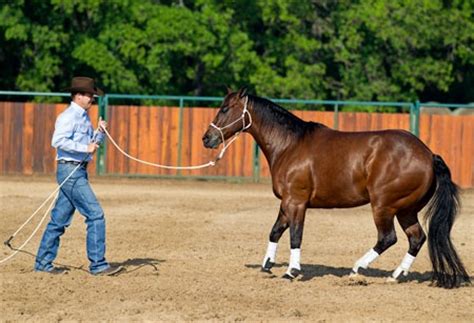 1000+ images about Horse training tips on Pinterest