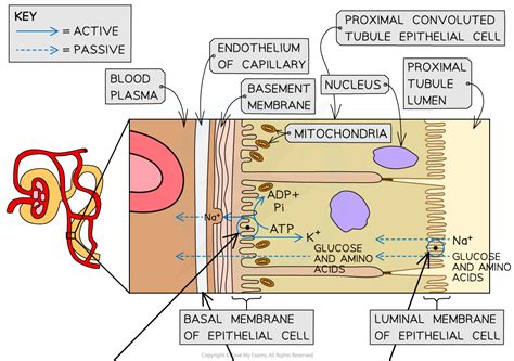 AQA A Level Biology复习笔记6.4.10 The Function of the Nephron-翰林国际教育