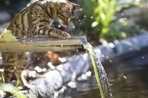 9 cat breeds that love water – Adventure Cats