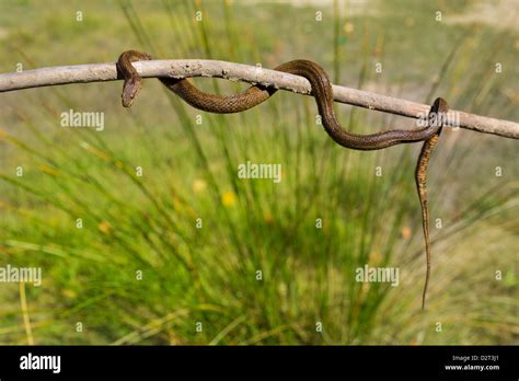 River snake on wooden stick hi-res stock photography and images - Alamy