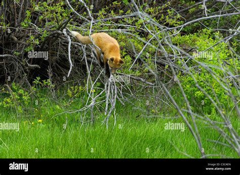 Tree climbing red fox baby Stock Photo - Alamy