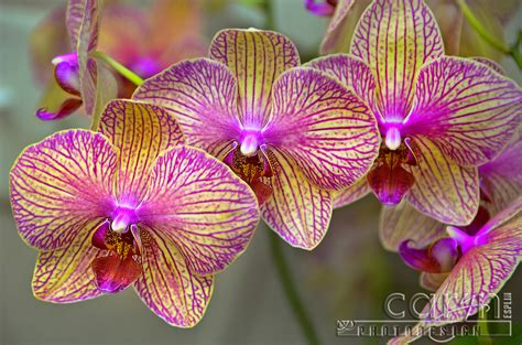 Pink Orchid – National Arboretum – Wash D.C. | Caryn Esplin | Fine Art ...