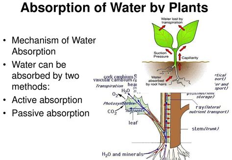 The Fascinating Process of Water Absorption in Plants