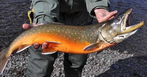 Arctic Char Fishing Guide: How To Catch, Clean & Cook