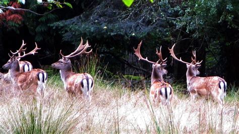 Parks Canada seeks feedback on proposed invasive deer cull on Sidney Island near Victoria | CTV News