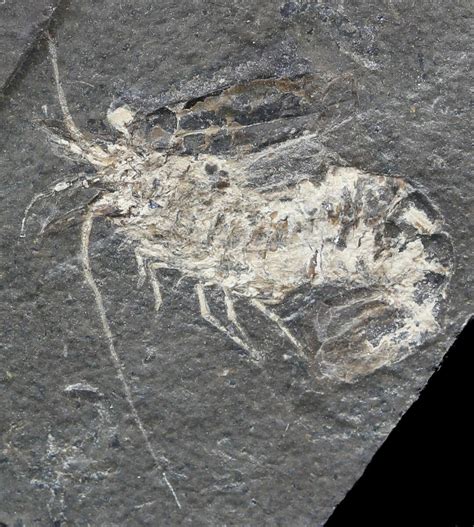 Carboniferous Shrimp-Like Crustacean (Tealliocaris) - Scotland For Sale (#44404) - FossilEra.com