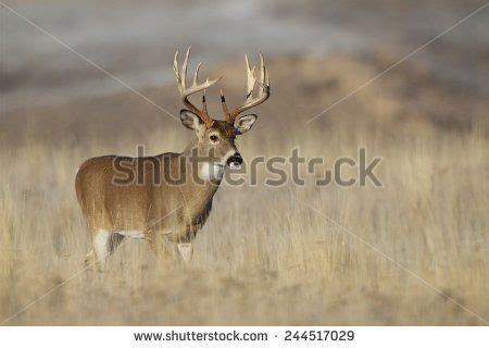 Trophy Class Whitetail Buck with very tall 10 point antlers free range deer hunting in ...