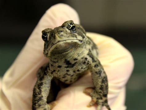 Meet the Wyoming Toad | U.S. Department of the Interior