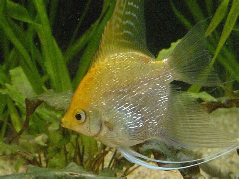 Types of Angelfish: The Many Freshwater Angelfish Varieties