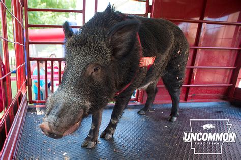 #BeatUTEP Schedule & Information | Arkansas Razorbacks