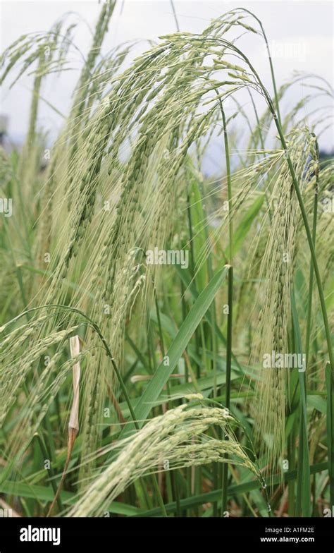 Close up of Wild rice varieties grown in plots in Philippines These include Awned rice and red ...